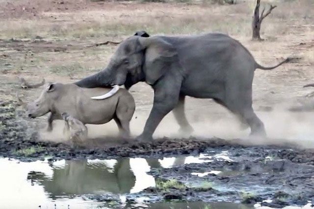 African elephants are highly social animals.