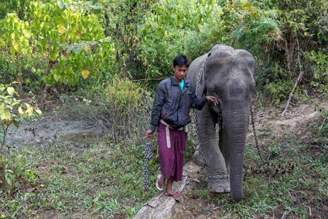 Due to human development, Asian elephants are increasingly losing their natural habitats