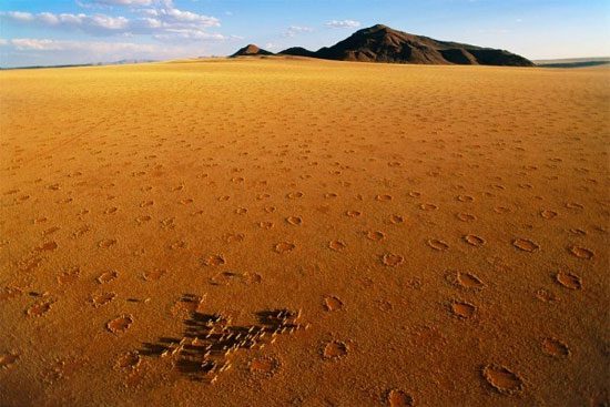 About 10 days after rain, the grass in the circles begins to die.