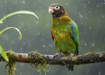 water cycle rich foods in amazon region 134878