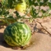 watermelon wood on sand experts warn can be dry but should not be touched 117082