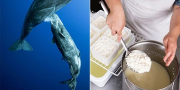 whale milk can be used to make cheese 135108