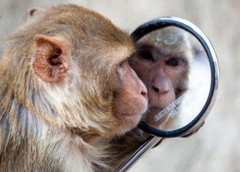 which animals can recognize themselves in the mirror 135279