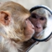 which animals can recognize themselves in the mirror 135279