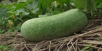 which fruit can be eaten as a remedy for lowering blood pressure and detoxifying the liver 135167
