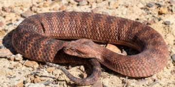 which snake species has the fastest speed on earth 135149