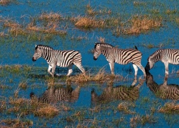 who can save endangered animal species 133774