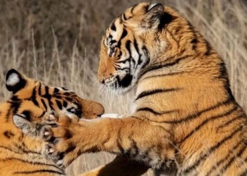 why china decided to release 5 tiger cubs into the wild in africa 135053