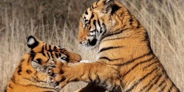 why china decided to release 5 tiger cubs into the wild in africa 135053