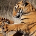 why china decided to release 5 tiger cubs into the wild in africa 135053