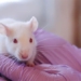 why scientists often use mice for experiments 56287