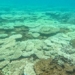 why the coral bleaching phenomenon occurs in con dao island 134679