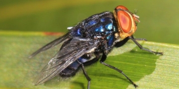 why the us releases millions of flies into panama every week 135124