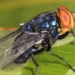 why the us releases millions of flies into panama every week 135124