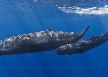 why whales can diversify better than nuclear subs 134583