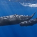 why whales can diversify better than nuclear subs 134583