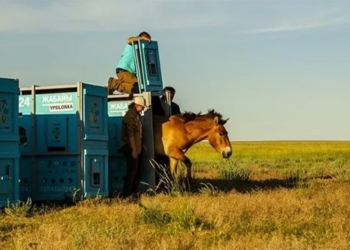 wild horses return to kazakhstan steppe after 200 years absence 134965