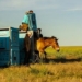 wild horses return to kazakhstan steppe after 200 years absence 134965