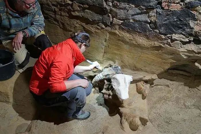 A portion of giant beast bones being uncovered by scientists from sediment layers