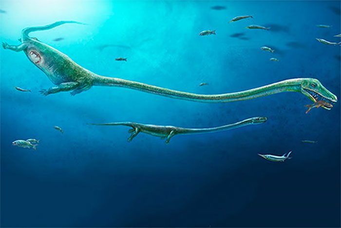 The Chinese dragon has a neck nearly 2.3 meters long with 32 distinct vertebrae.