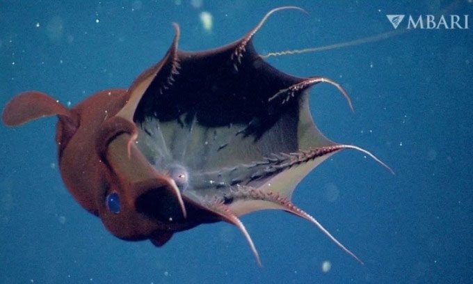 Simoniteuthis michaelyi resembles today's vampire squids.
