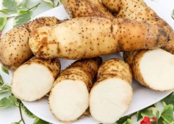 a type of weed that looks ugly but is valued for being a common ginseng very sought after in vietnam 131628