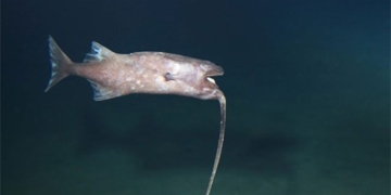 amazing discoveries under the sea after 2023 131922