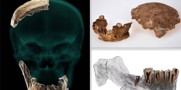 appearance of a species never before seen between 2 types in israel 131743