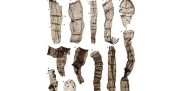 appearance of organisms 1 6 billion years changes in earth history in china 132444