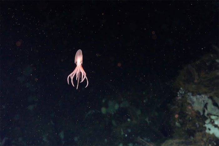 Dorado octopus, one of the newly identified species