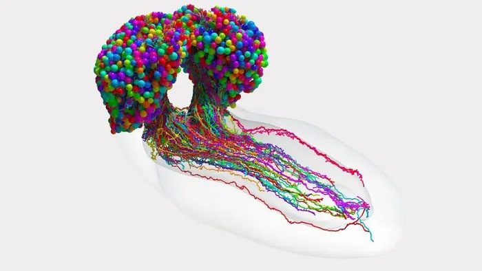 Map showing the assembly of neurons and synapses in the fruit fly larva brain.