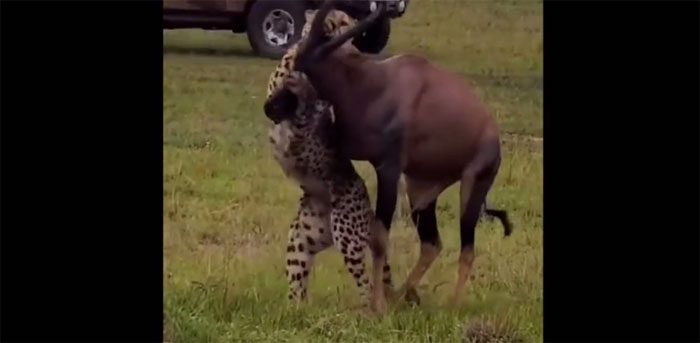 The gazelle fiercely resists when attacked.