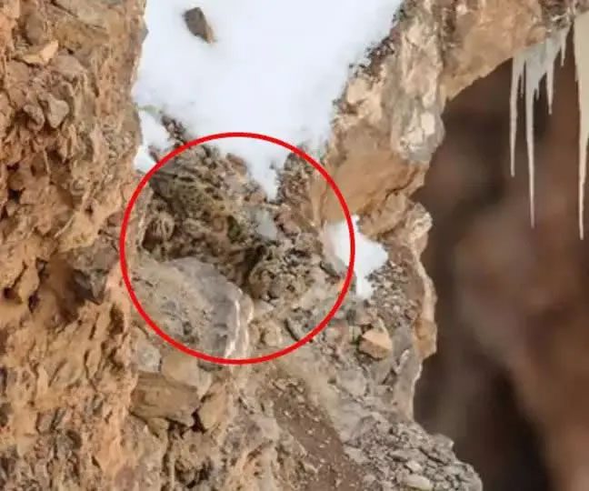 The snow leopard can be seen right in the middle, to the left of the image.