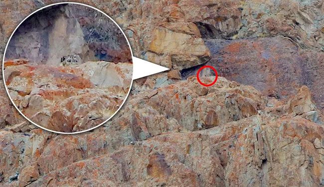 The snow leopard is one of the most elusive cats in the world.