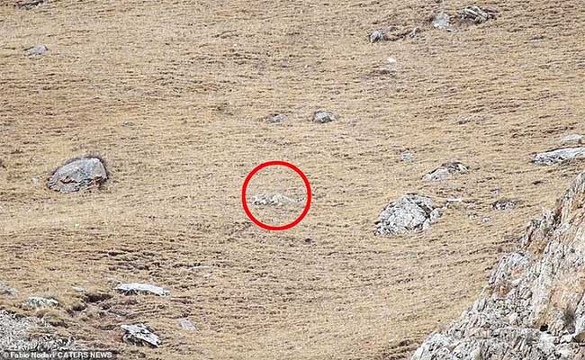 They are often solitary creatures,