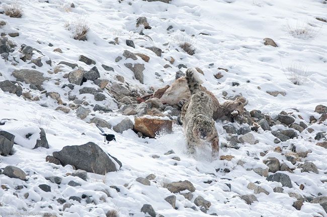 They are masters of camouflage and ambush