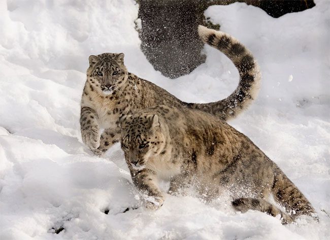 Snow leopards cannot roar due to their throat structure