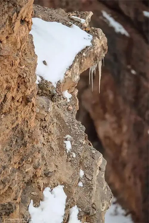 The snow leopard is hidden somewhere in this photo.