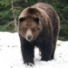 bear in the state of half madness half dream 132239