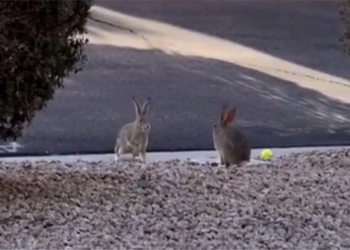 beautiful eye catching battle between two rabbits goes viral on social media 132889