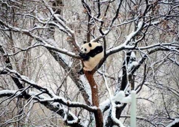 beijing records historic cold snap in 7 decades 131793