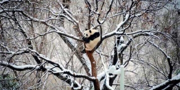 beijing records historic cold snap in 7 decades 131793