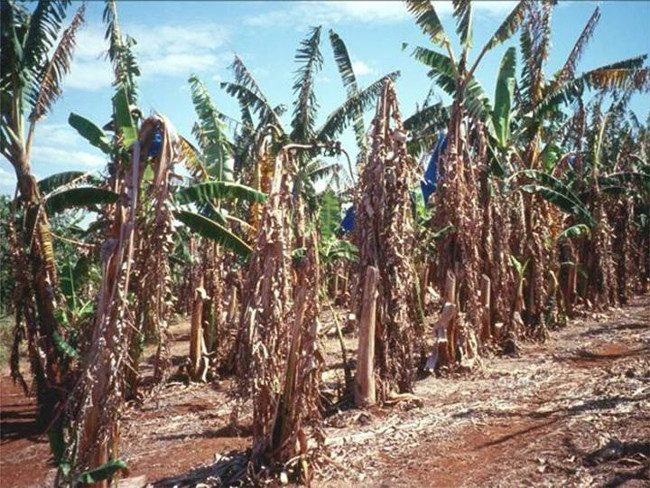 Panama Disease Causes Banana Plants to Wilt and Decline.