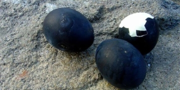 black chicken eggs price under 1 million vnd 131772