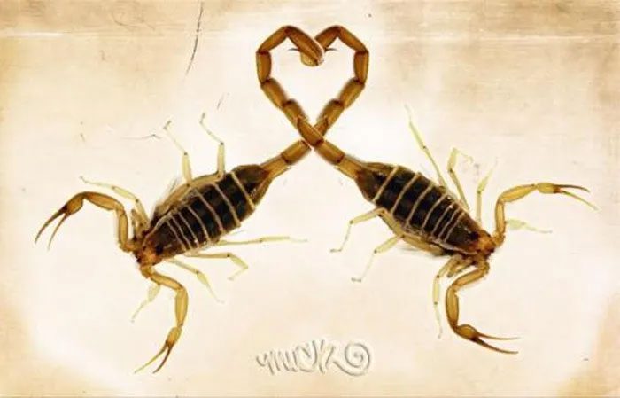 Scorpion
