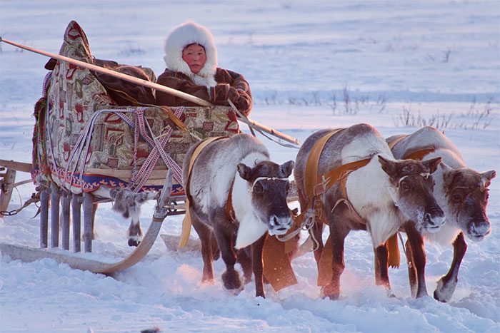 The Nenets have their own distinct language and a rich oral tradition.