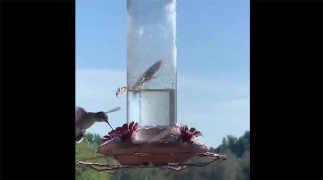 The praying mantis quickly deploys its attack strategy as it sees the hummingbird approaching.
