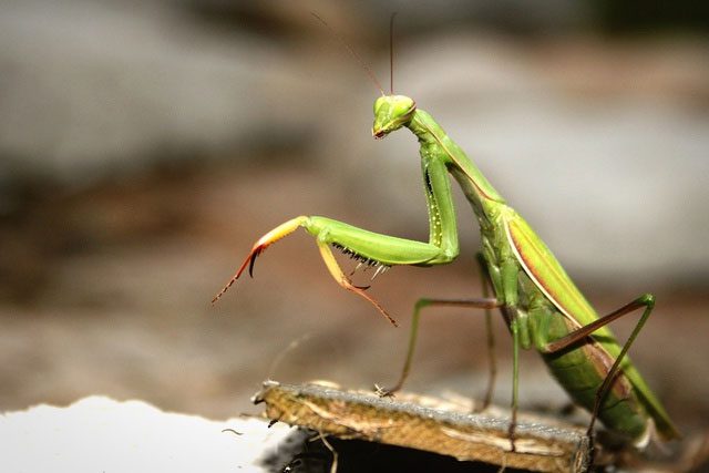 Praying mantises can use their sharp mandibles to bite their enemies