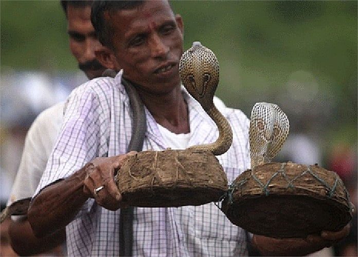The Vadi Tribe has the ability to hypnotize venomous snakes.
