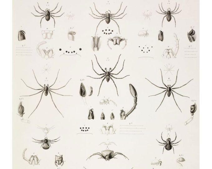 Intricate illustrations of Savigny's arachnids in the book Description de l'Egypte.